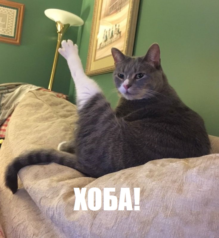 Мем с котом.