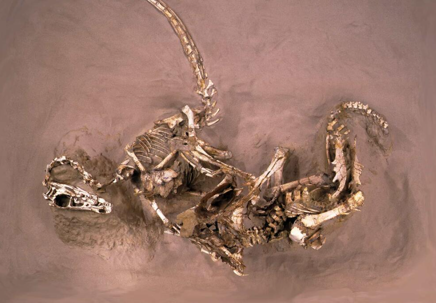 Фото окаменелости "Fighting dinosaurs" с дерущимися велоцираптором и протоцератопсом.