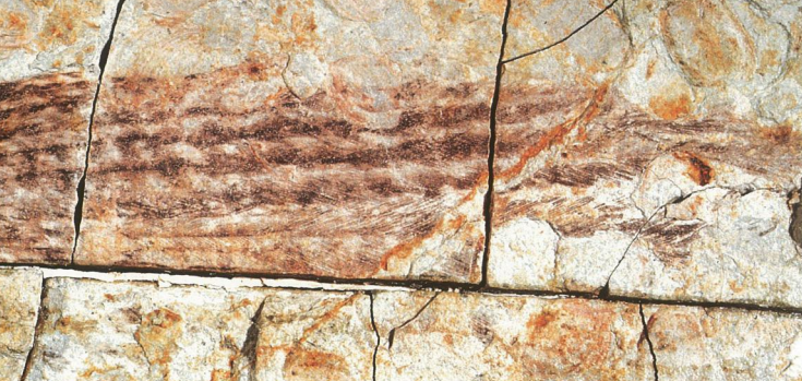 Фото окаменелости с отпечатками перьев каудиптерикса.