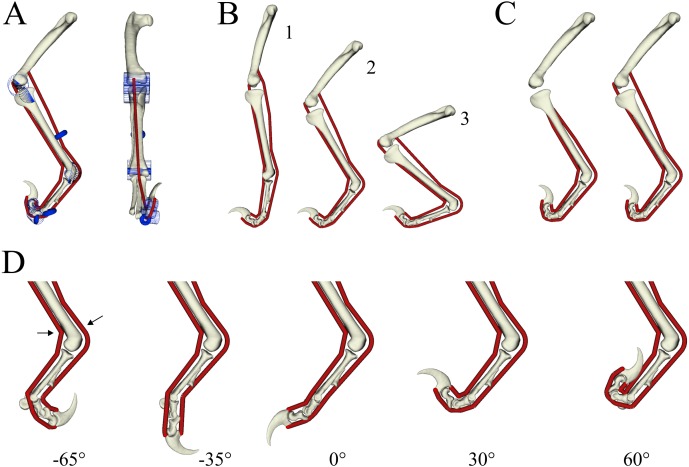 Опорно-двигательная модель, которая демонстрирует подвижность увеличенного когтя дромеозаврид.