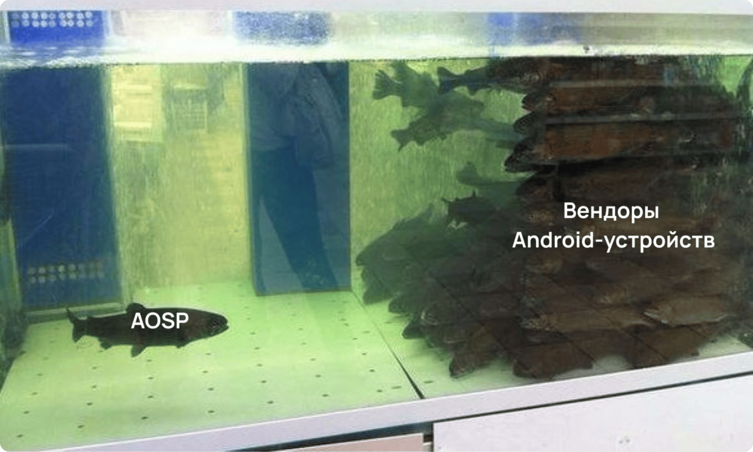 Мем, в котором одна рыба против стаи других рыб.