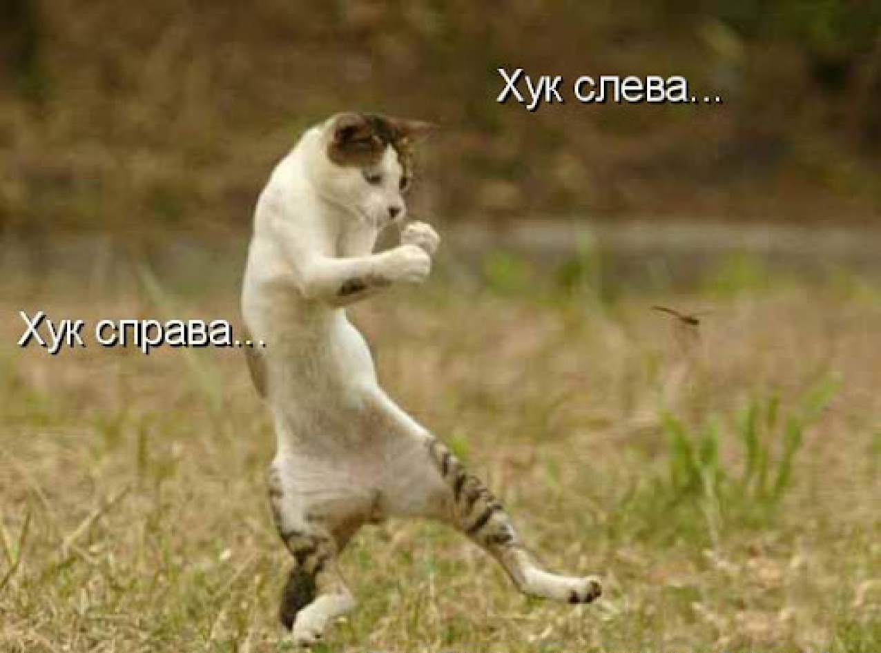 Мем с котом про хуки.