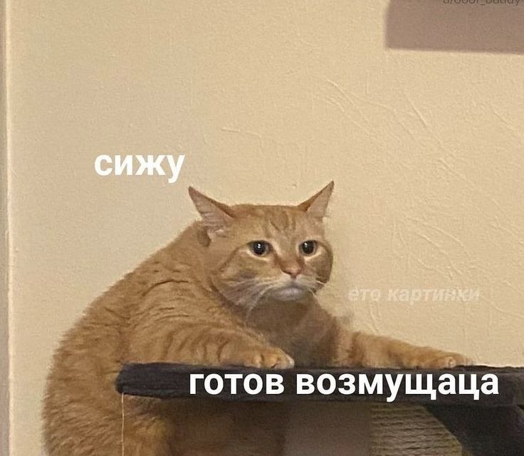 Мем с рыжим котом и надписью «готов возмущаца».