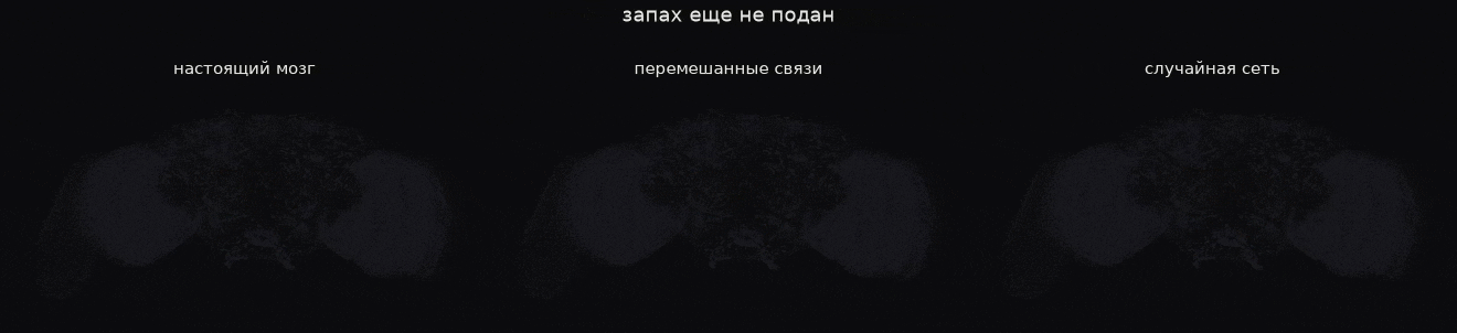Объяснение видно из простого подсчета того, сколько синапсов отделяет рецепторы от каждого отдела.